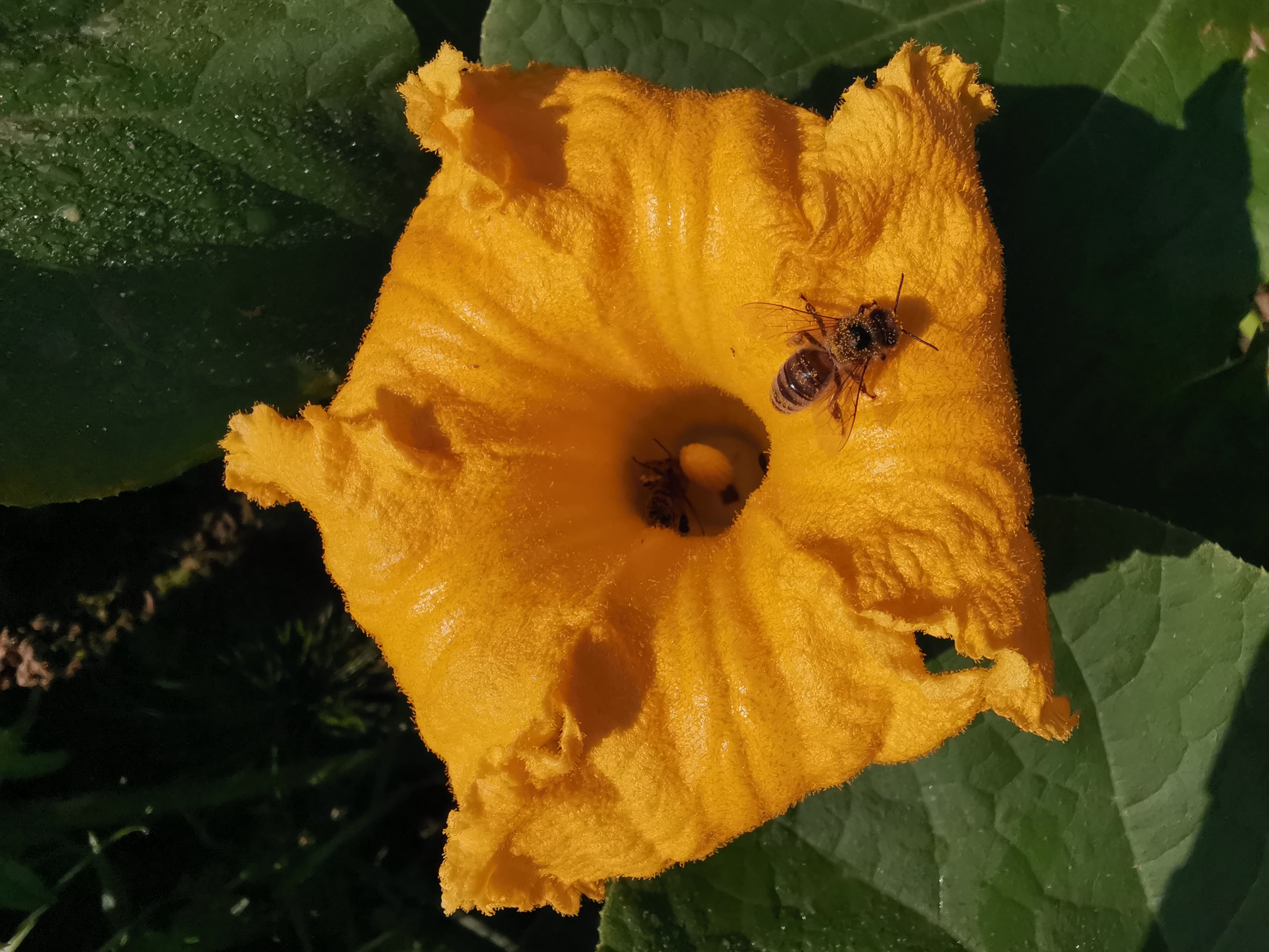 Biodiversit&auml;t auf dem Biohof