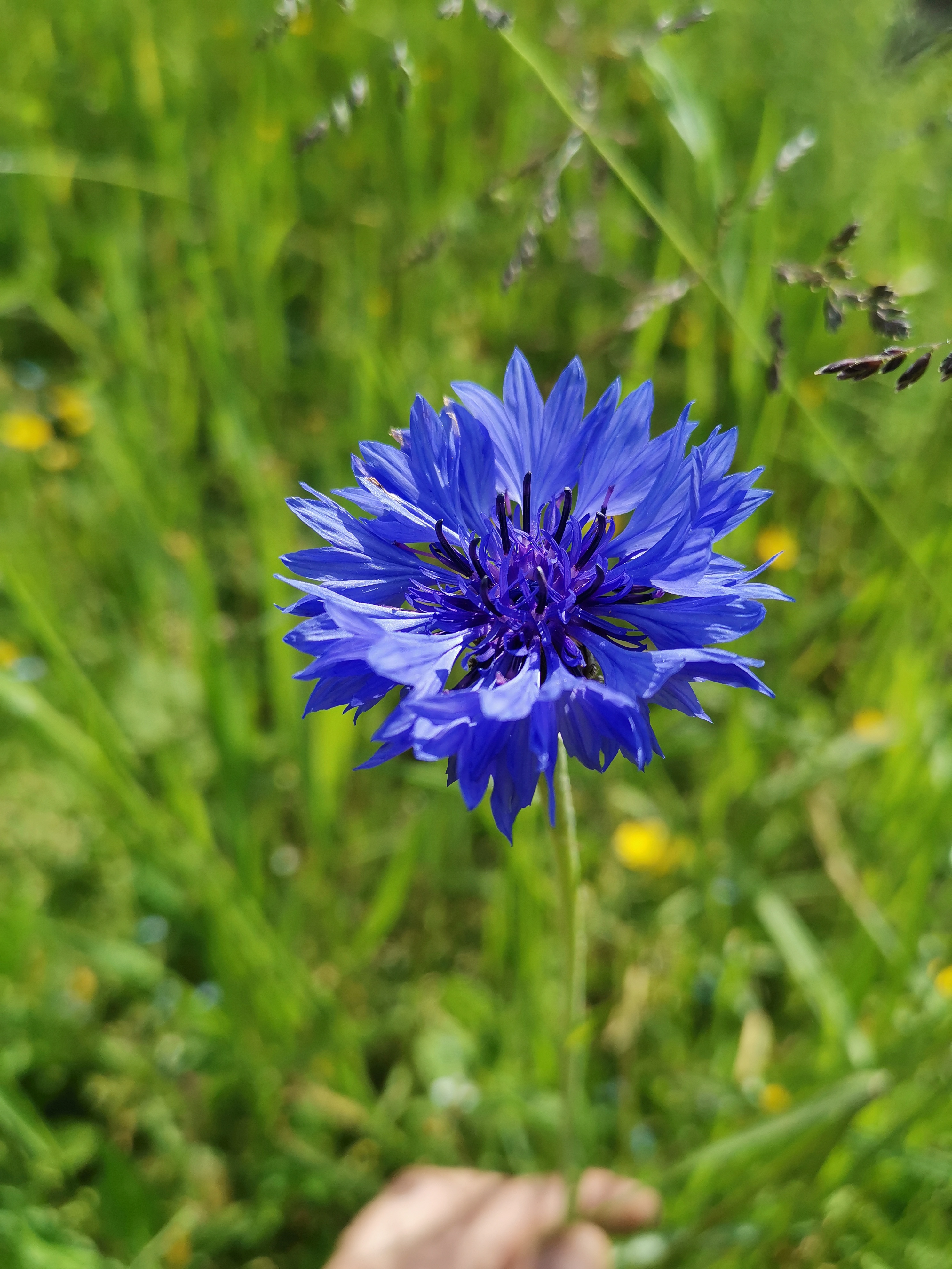 Biodiversit&auml;t auf dem Biohof