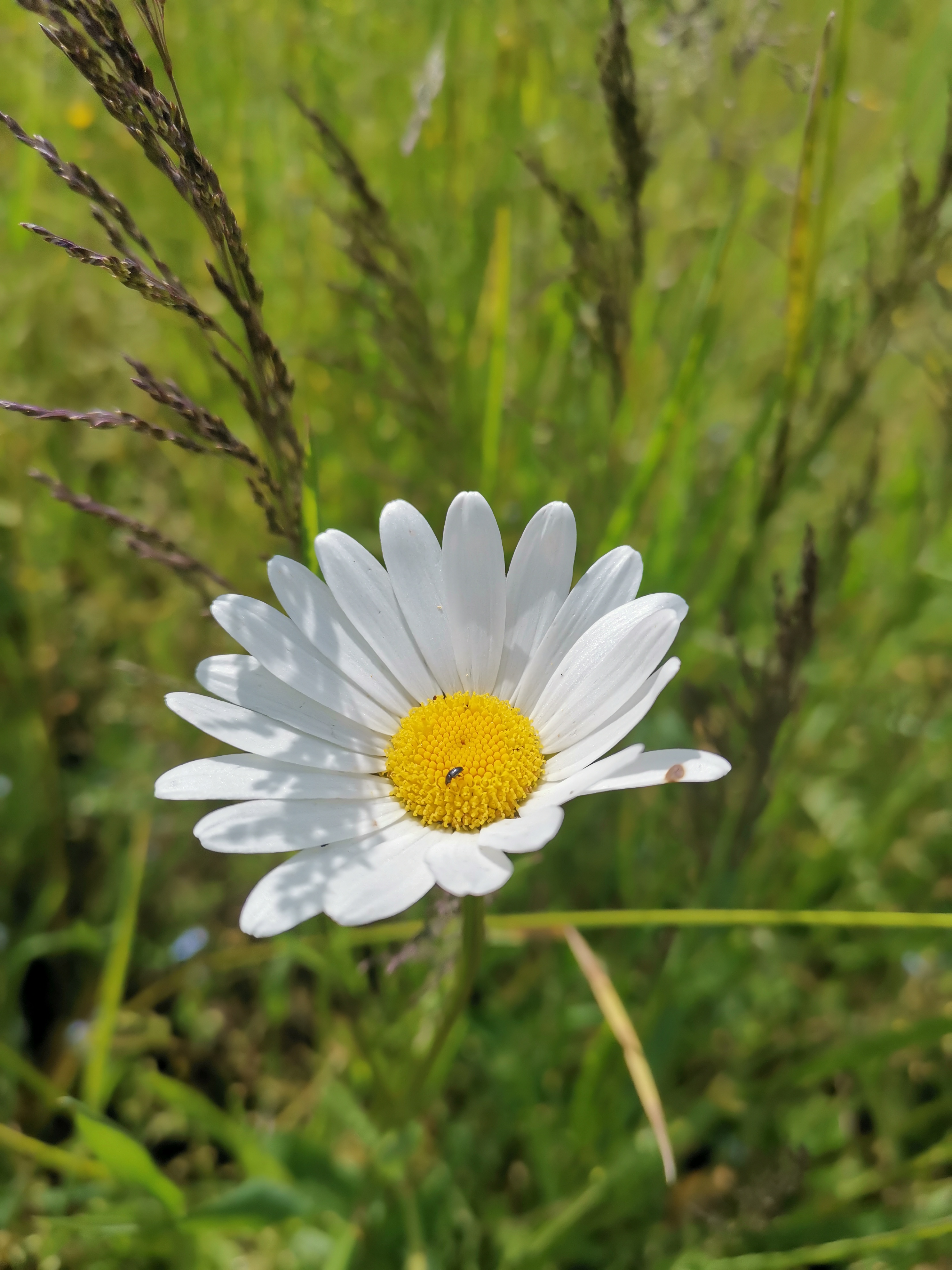 Biodiversit&auml;t auf dem Biohof