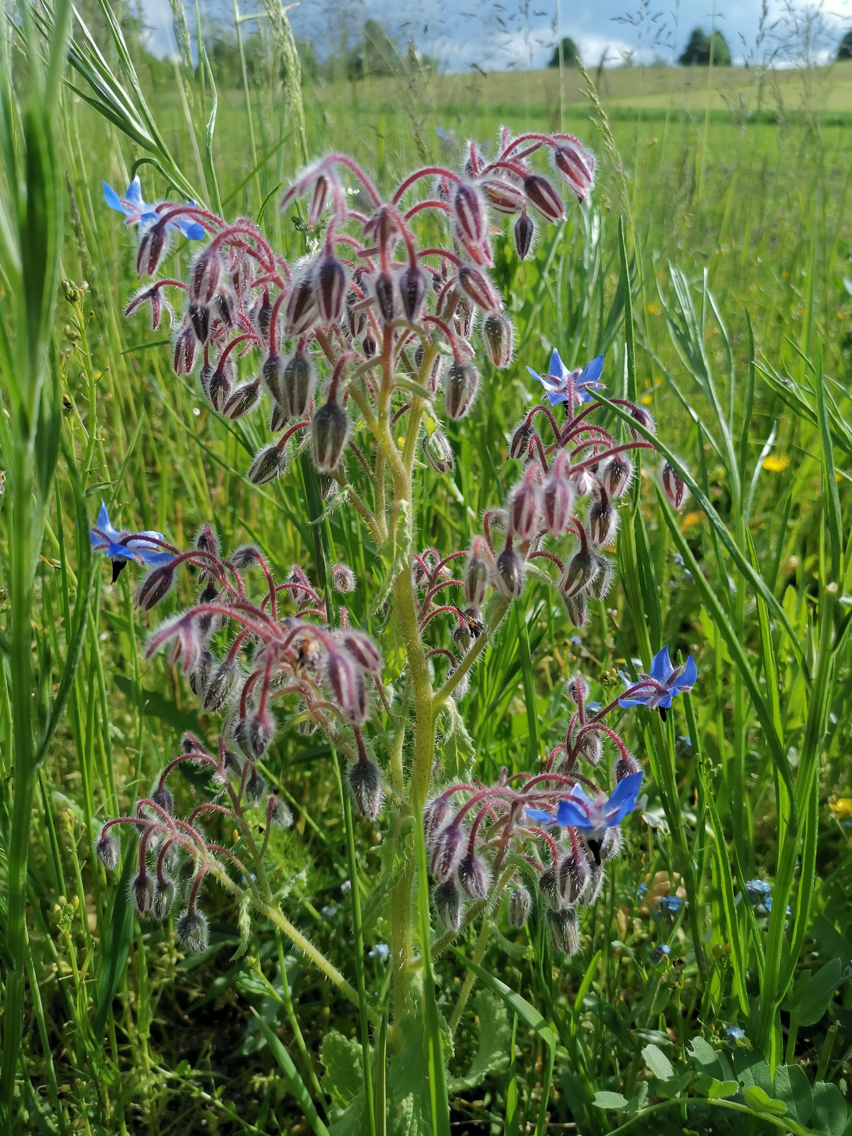 Biodiversit&auml;t auf dem Biohof