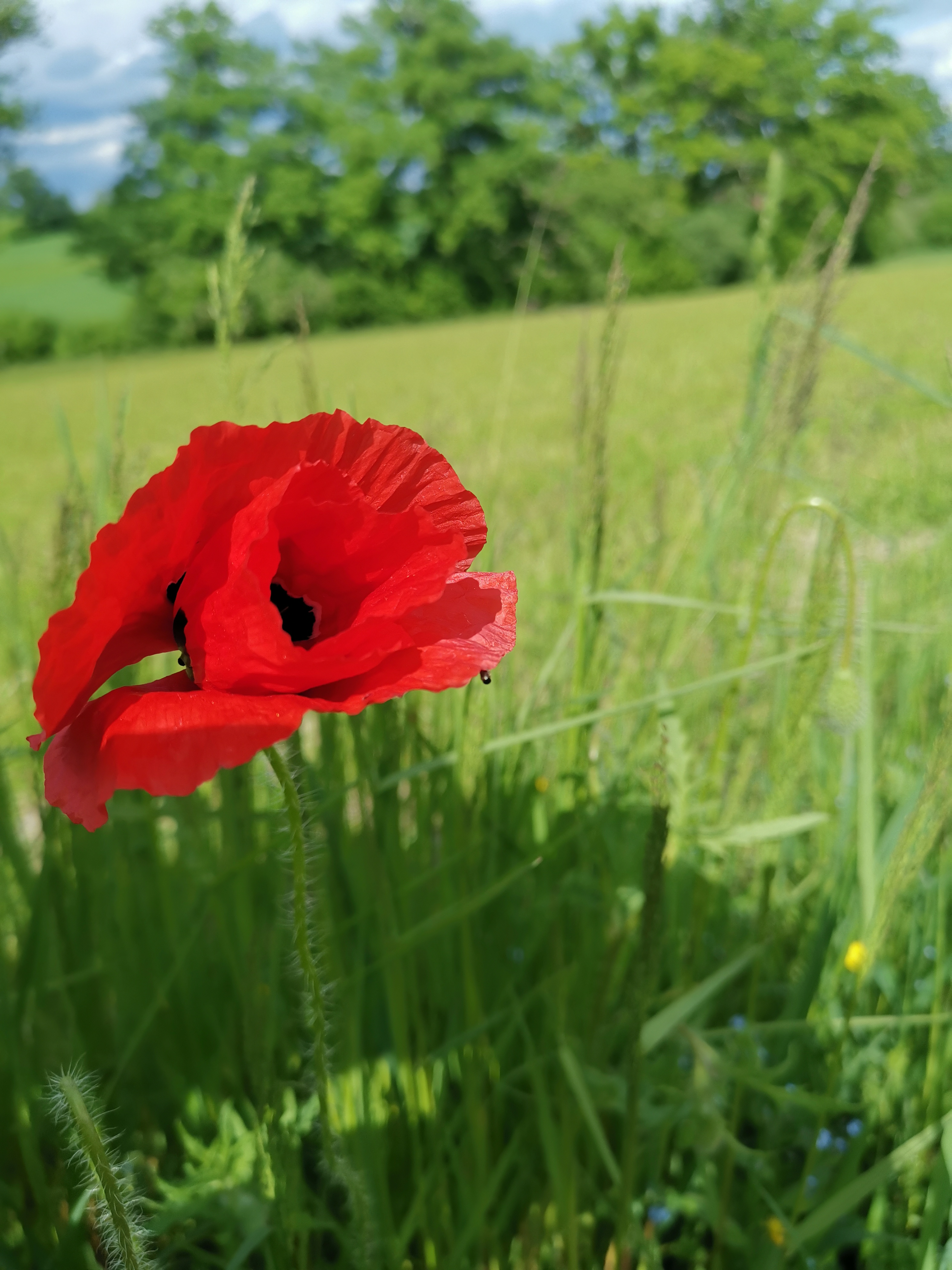 Biodiversit&auml;t auf dem Biohof