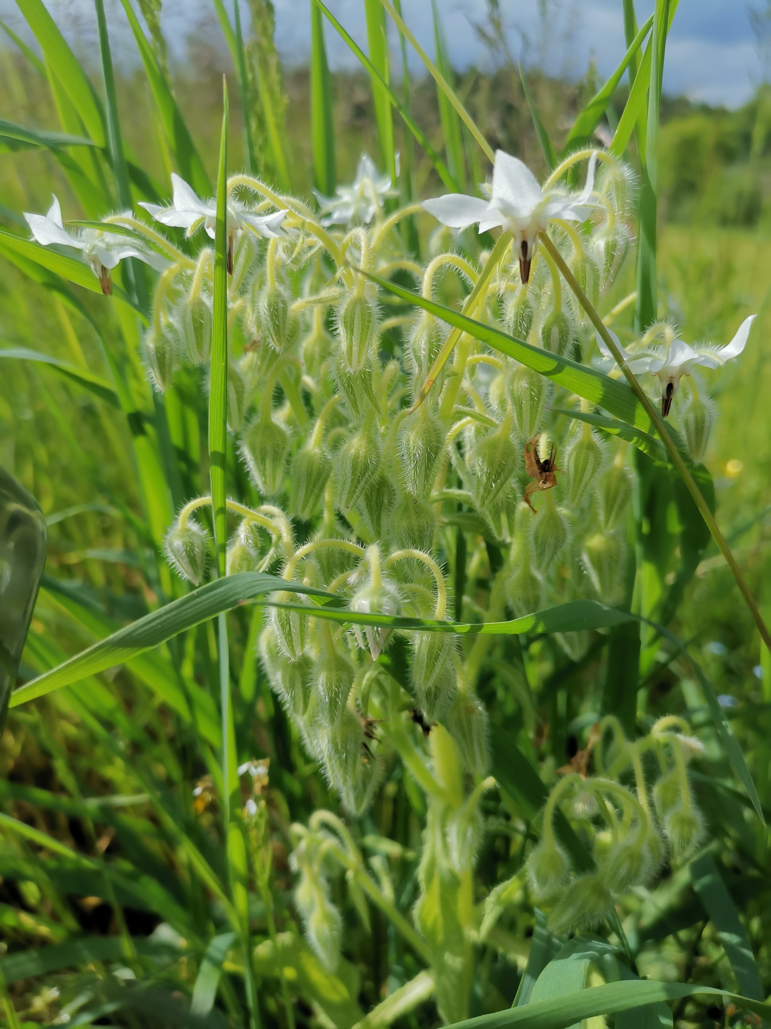 Biodiversit&auml;t auf dem Biohof