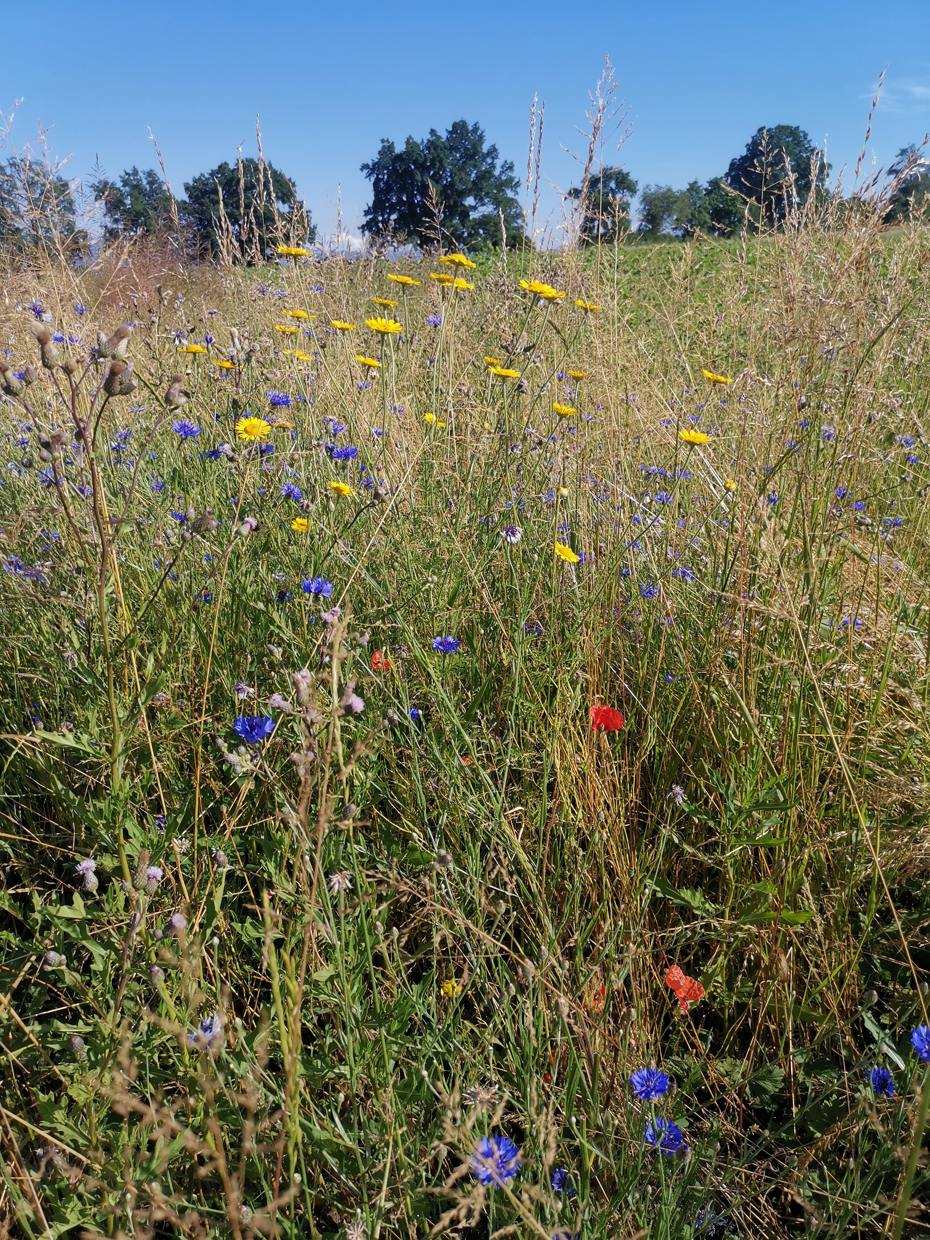 Biodiversit&auml;t auf dem Biohof