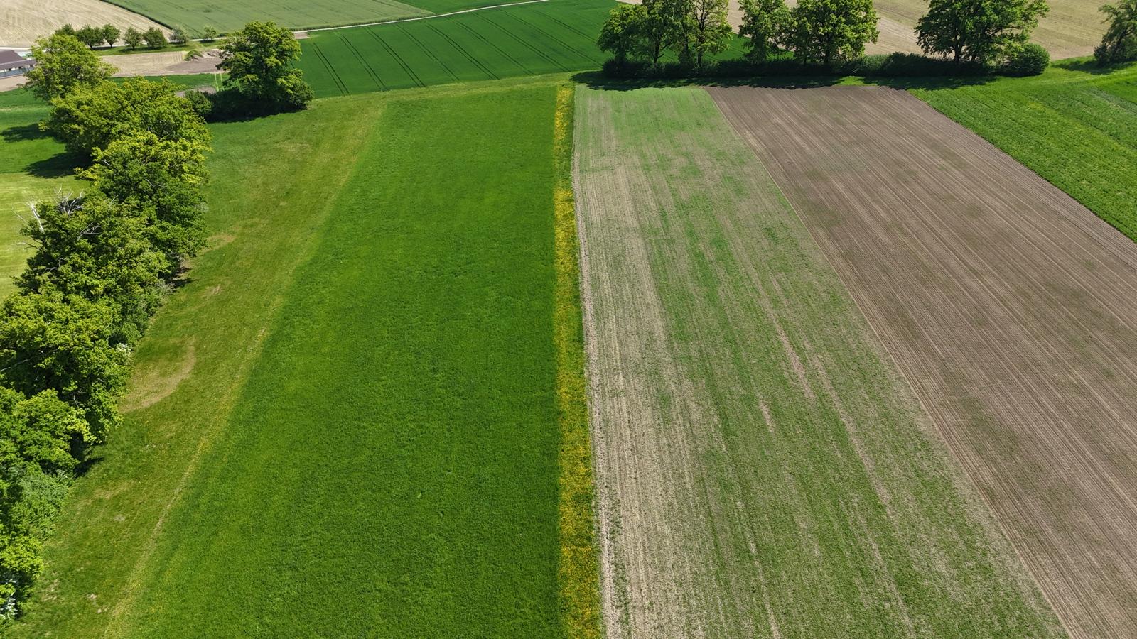 Drohnenaufnahme des Biodiversitätsstreifens zwischen Wiese und Acker