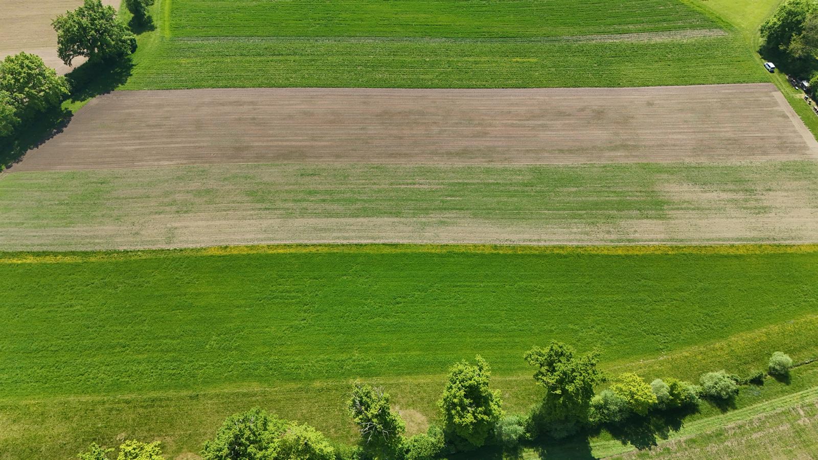 Drohnenaufnahme der Felder mit dem Biodiversitätsstreifen