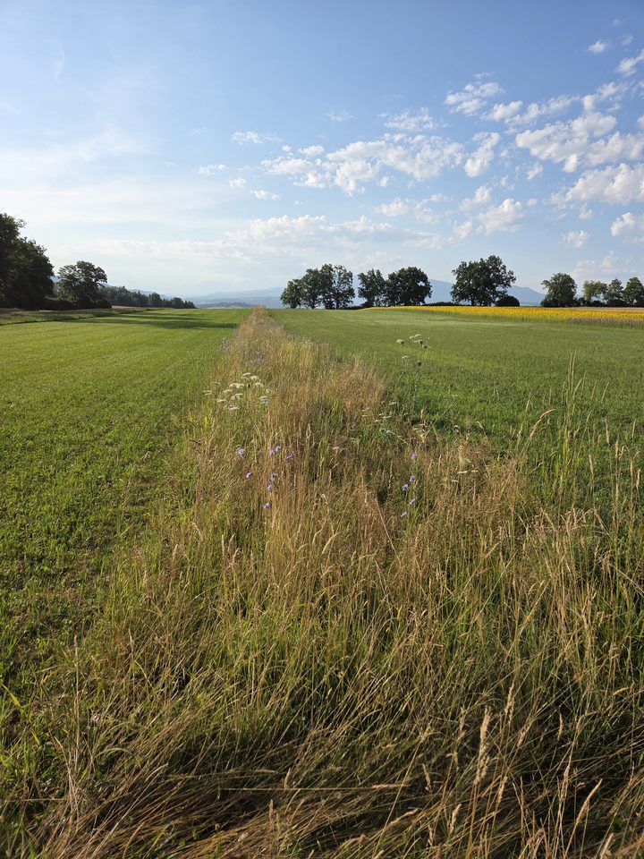 Übersicht Biodiversitätsfläche am 11. Juli 2026