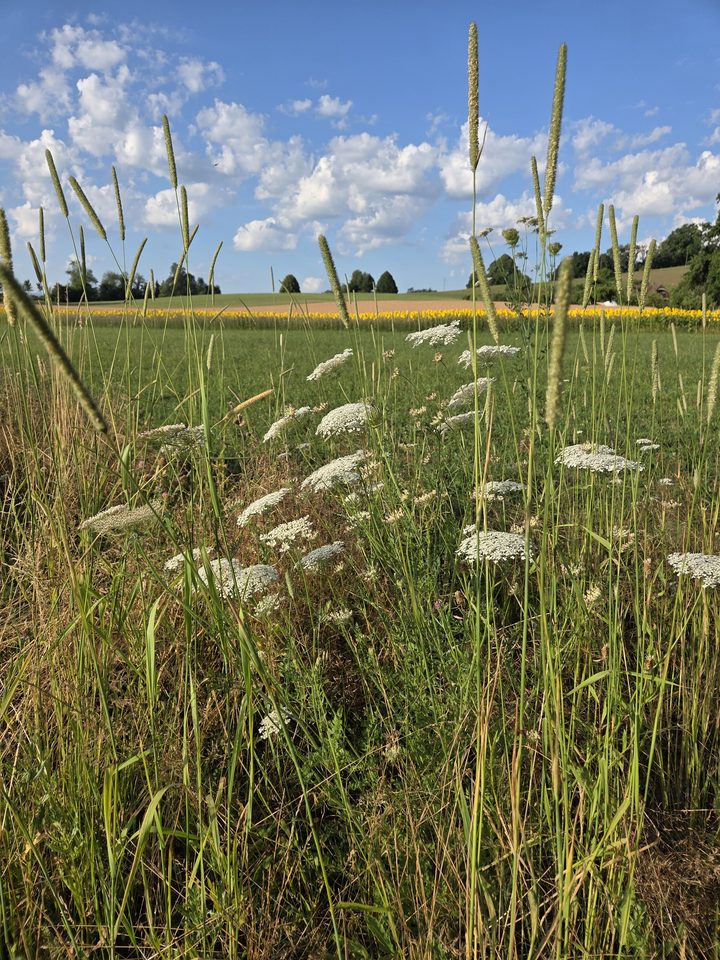 Wilde Rüebli und Gräser - Sommer 2026